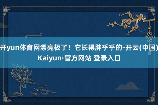 开yun体育网漂亮极了！它长得胖乎乎的-开云(中国)Kaiyun·官方网站 登录入口